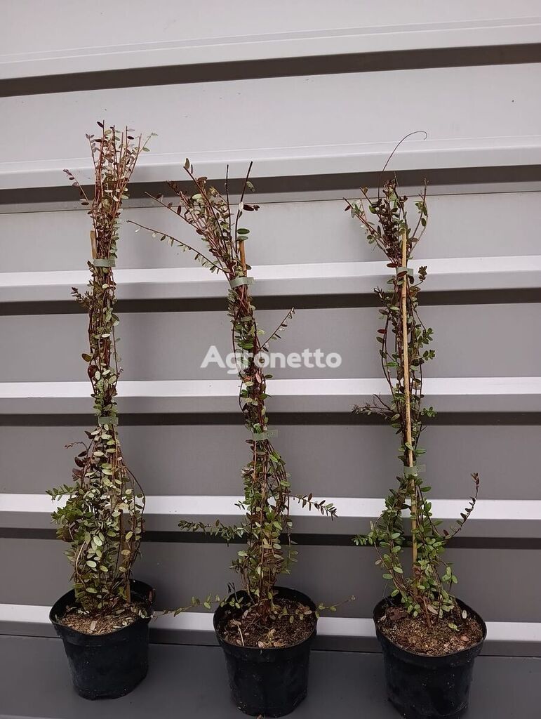 Plantones de arándanos (Vaccinium macrocarpon)