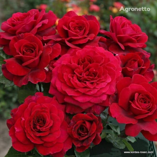 Róża Bellevue® plántula de flores
