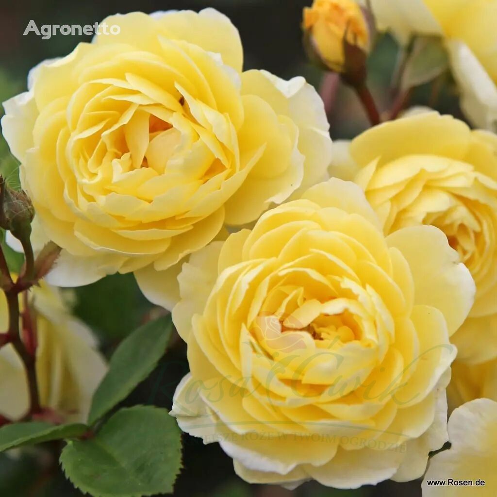 Róża pnąca Lemon Siluetta ® plántula de flores
